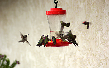 Animals, Birds, Humming-Birds, Trough, Feeder, Drinker HD wallpaper