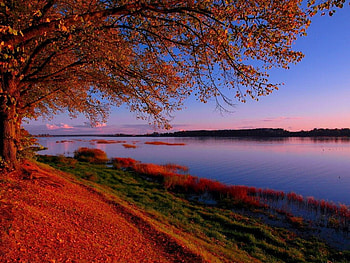 Autumn sunset, river, fall, purple, falling, shore, leaves, red, branches, trees, autumn, nature, sky, riverbank, foliage, sunset HD wallpaper