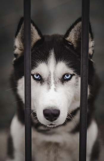 Animals, Dog, Kid, Husky, Laika HD phone wallpaper