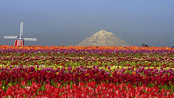 Tulip field, tulip, spring, flower, mountain HD wallpaper