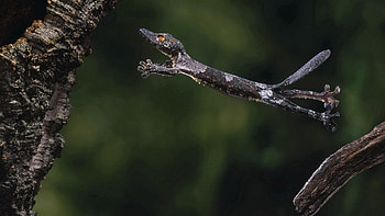 Animals, Wood, Tree, Branch, Bounce, Jump, Gecko HD wallpaper