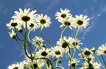 Flowers, Sky, Clouds, Summer, Camomile HD wallpaper
