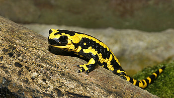 Elegant salamander , Fascinating animal graphs, Nature's hidden gems, Wildlife wonders HD wallpaper