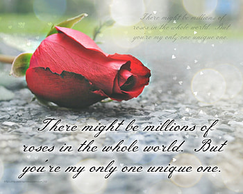 ..only one unique one., rose, my only one, love, feelings HD wallpaper