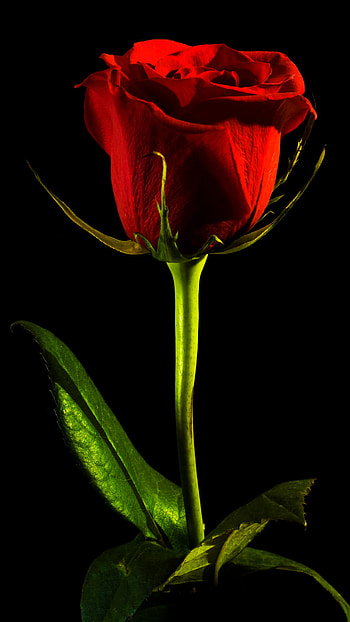 Single Rose :(, love, red, art, dark, valentine, , graphy HD phone wallpaper