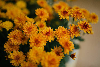 Flowers, Chrysanthemum, Bouquet HD wallpaper