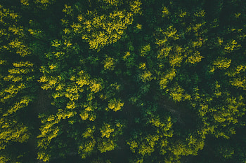 Nature, Trees, View From Above, Top, Forest, Tops HD wallpaper