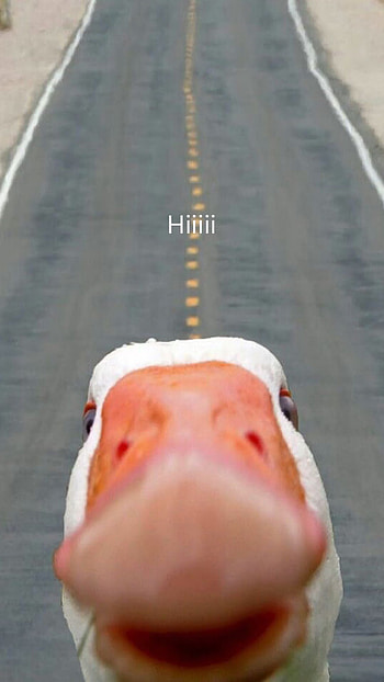 Hiiii, meme, duck, animal HD phone wallpaper