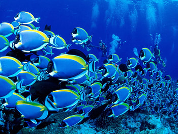 Animals, Fishes, Ocean, Underwater World, Lots Of, Multitude HD wallpaper