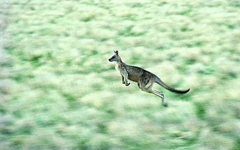 Animals, Kangaroo, Speed, Bounce, Jump HD wallpaper
