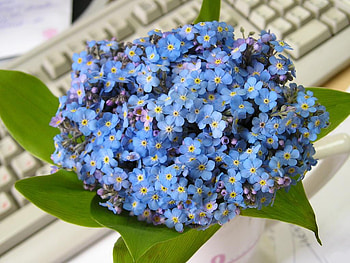Delicate-blue-flowers, blue, delicate, nature, flowers HD wallpaper