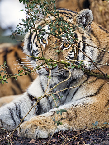 Animals, Predator, Big Cat, Sight, Opinion, Tiger HD phone wallpaper