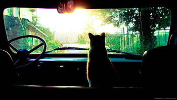 Cat in an old car HD wallpaper