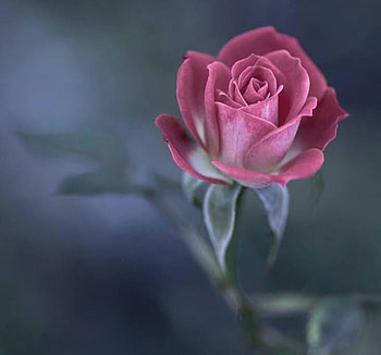 Rose, Bud, Flower, Pink HD wallpaper