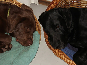 labrador_tired, cute, labrador, tired HD wallpaper