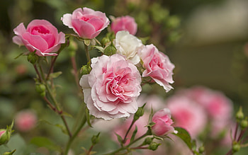 Pink Roses, Flowers, Roses, Pink, Bushes HD wallpaper