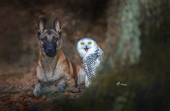 Dog With Owl, german-shepherd, animals, dog, owl, graphy HD wallpaper