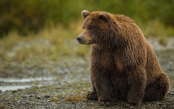 Animals, Bear, Fat, Thick, Is Sitting, Sits HD wallpaper