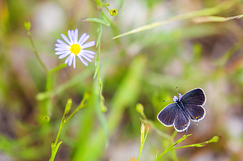 Animals, Macro, Butterfly, Wings, Focus HD wallpaper