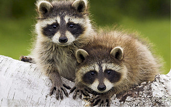 Animals, Raccoons, Couple, Pair, Stroll, Log HD wallpaper