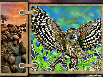 FUNKY FRAMED OWL, OWL, FRAMED, , FUNKY HD wallpaper