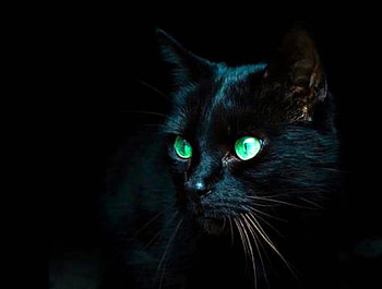 FANCY CAT, blue, black background, eyes, cat, abstract, animals, green, pets HD wallpaper