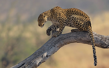 Leopard in Tree, animal, cat, leopard, tree HD wallpaper