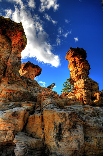 Animals, Mountains, Rocks, Dog, Pet, Husky HD phone wallpaper