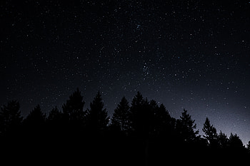 Nature, Trees, Night, Shining, Starry Sky HD wallpaper