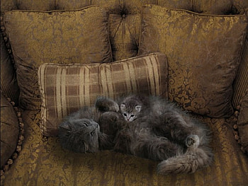 The Lazy Afternoon, lazy, afternoon HD wallpaper