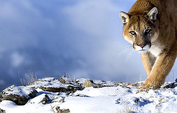 Animals, Winter, Puma HD wallpaper
