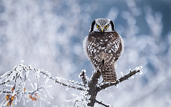 Owl, animal, nature, bird HD wallpaper