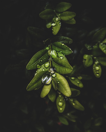 Leaves, Drops, Plant, Macro, Branch HD phone wallpaper
