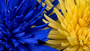 Blue and yellow chrysanthemums, blue, ukraine, crysanthemum, yellow, flower, texture, macro HD wallpaper