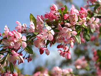 Plants, Trees HD wallpaper