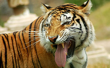 Animals, Tigers HD wallpaper