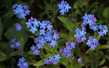 Forget-me-nots, blue, forget me nots, flowers, macro HD wallpaper