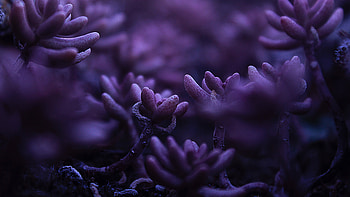 Purple bud, flowers, close up HD wallpaper