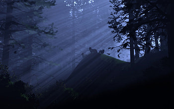 Wolfram II, jungle, wolf HD wallpaper