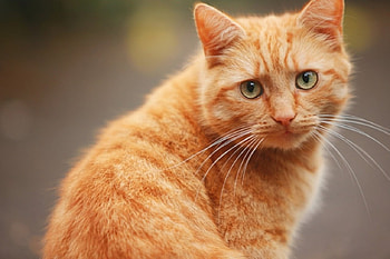 Cute Cat, animal, cute, cat, pet HD wallpaper