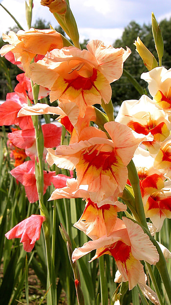 Gladioli, Flowers HD phone wallpaper