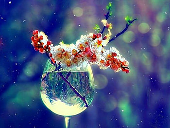 Flowers in Glass, cool HD wallpaper
