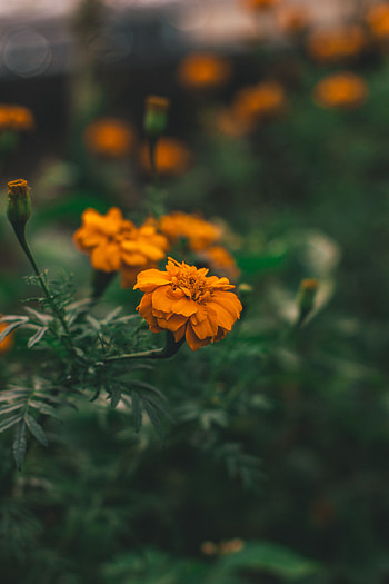 Flowers, Flower, Macro, Blur, Smooth, Flower Bed, Flowerbed HD phone wallpaper