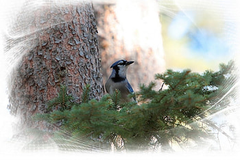 Blue jay, birds, animals HD wallpaper