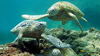 Turtle, Underwater scenes, Graceful swimming, Oceanic beauty HD wallpaper