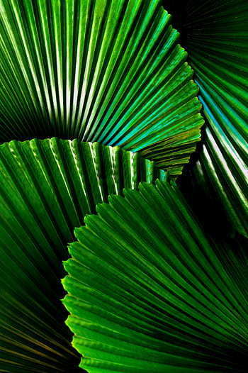 Green and bright leaf, big HD phone wallpaper