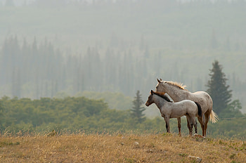 Animals, Grass, Horses, Couple, Pair, Dahl, Distance, To Stand, Stand HD wallpaper