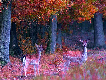 Mixed w Nature, beautiful, , deer HD wallpaper