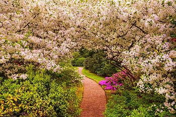 My chosen path, pink, white, path, trees, flowers, blooms, natures beauty HD wallpaper
