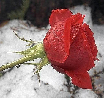 melting, rose, bud, snow, red HD wallpaper